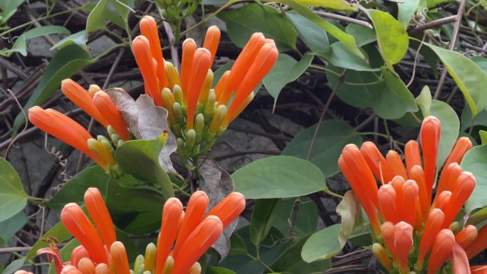 春天爆竹花炮竹花鸟尾花燕尾花鲜花盛放