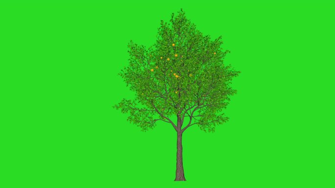 树正在生长，绿色的屏幕