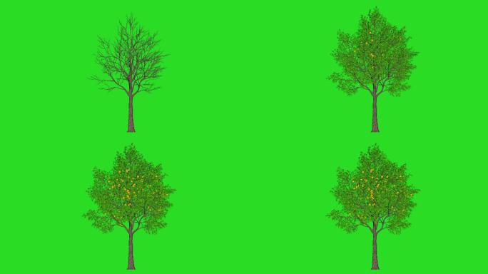 树正在生长，绿色的屏幕