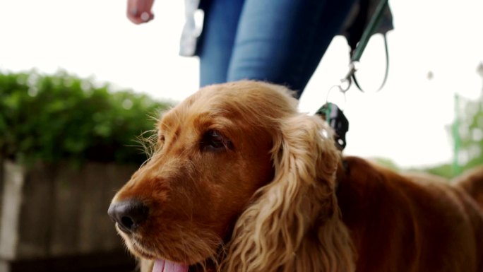 可爱可卡犬狗粮广告导盲犬萌宠散步