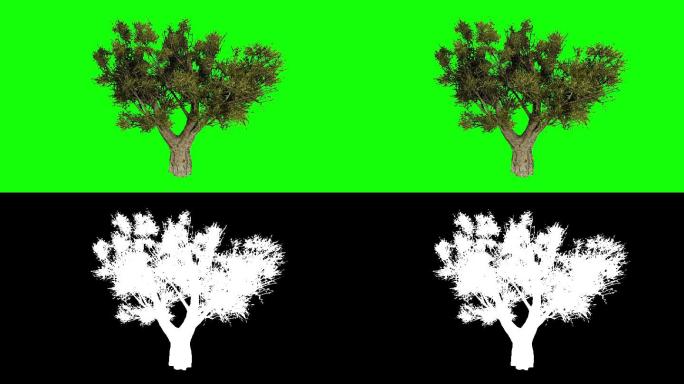 橄榄树动画