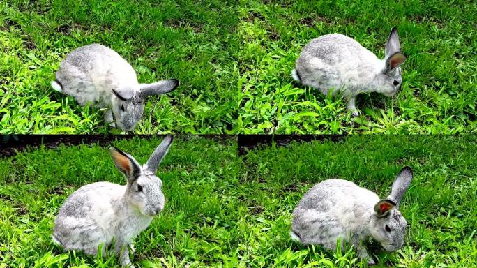 放牧的野兔草丛草地草坪灰色毛发可爱
