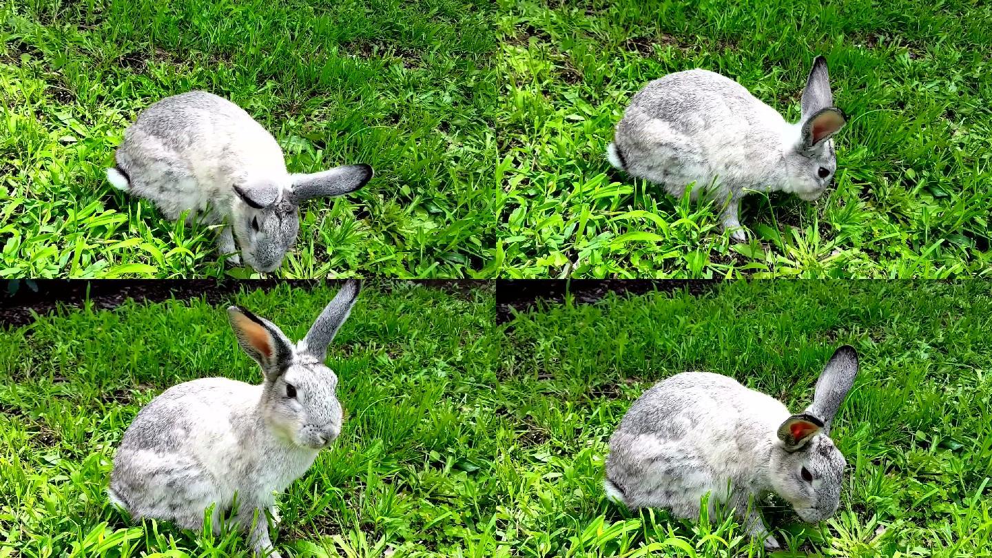 放牧的野兔草丛草地草坪灰色毛发可爱