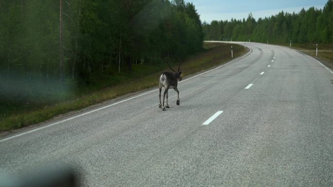 在芬兰拉普兰的道路上行走的驯鹿