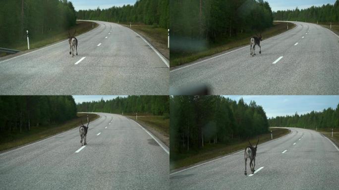 在芬兰拉普兰的道路上行走的驯鹿