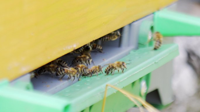 蜜蜂在木箱间飞来飞去