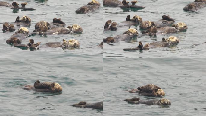 海獭动物园海獭躺在水里浮力