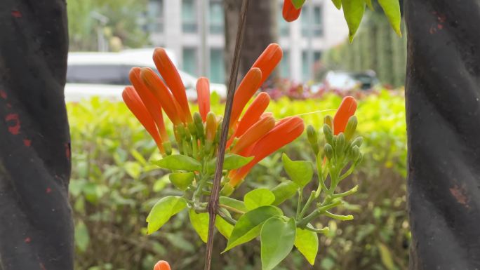 春天爆竹花炮竹花鸟尾花燕尾花鲜花盛放