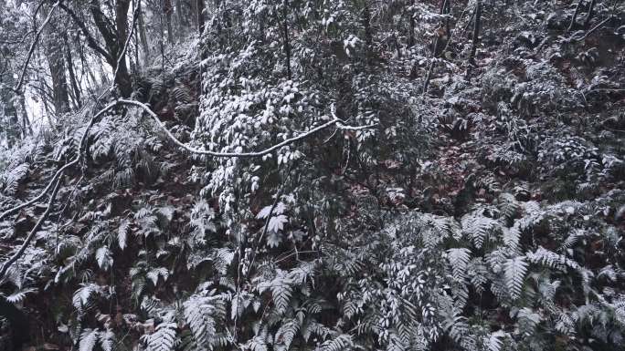 雪 树叶 下雪 雪景