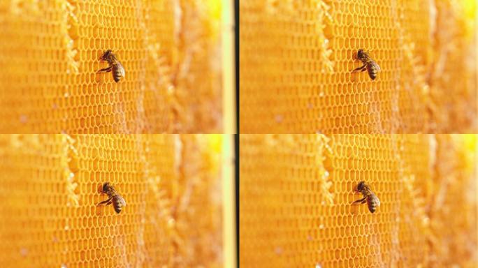 蜂巢上的蜂蜜微距特写局部细节采蜜