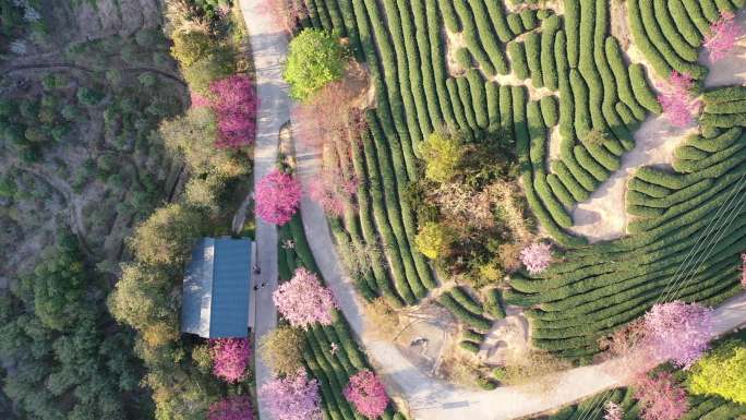 福建龙岩永福樱花园春光明媚樱花绚烂盛放7