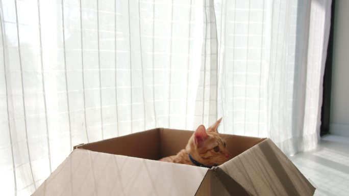 可爱的小猫从纸板箱里跳出来。
