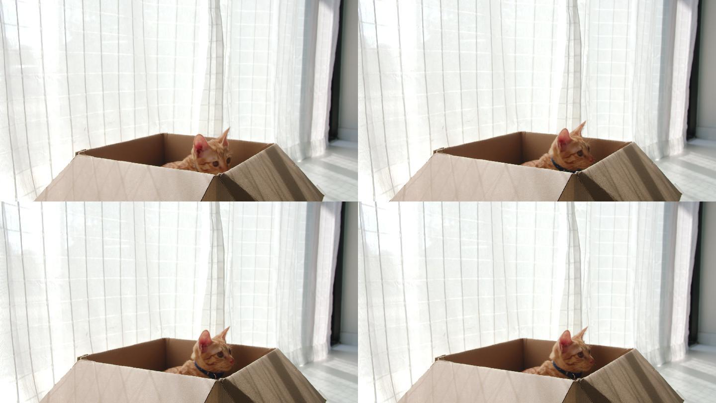 可爱的小猫从纸板箱里跳出来。