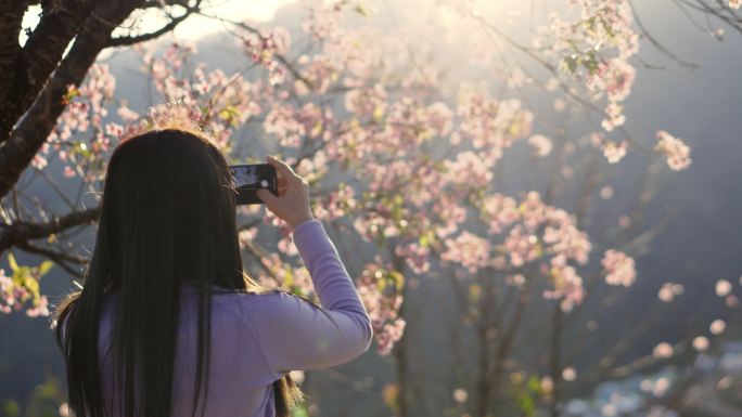 女游客用智能手机拍照欣赏樱花