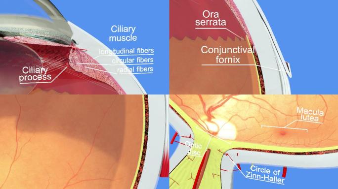 人眼的解剖学器官眼部眼球疾病晶状体