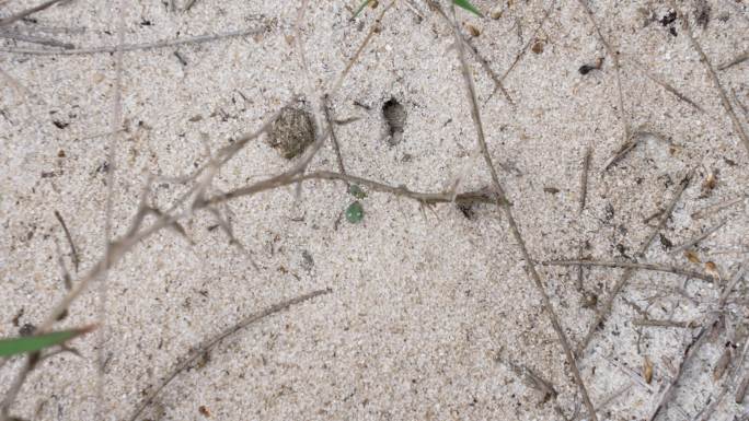 沙地上忙碌的蚂蚁群