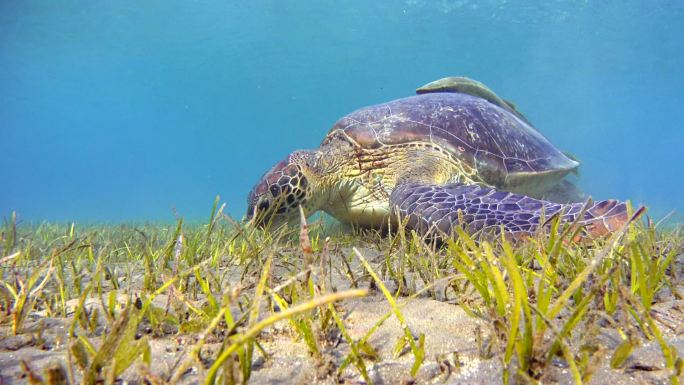 海草床上吃草的绿海龟