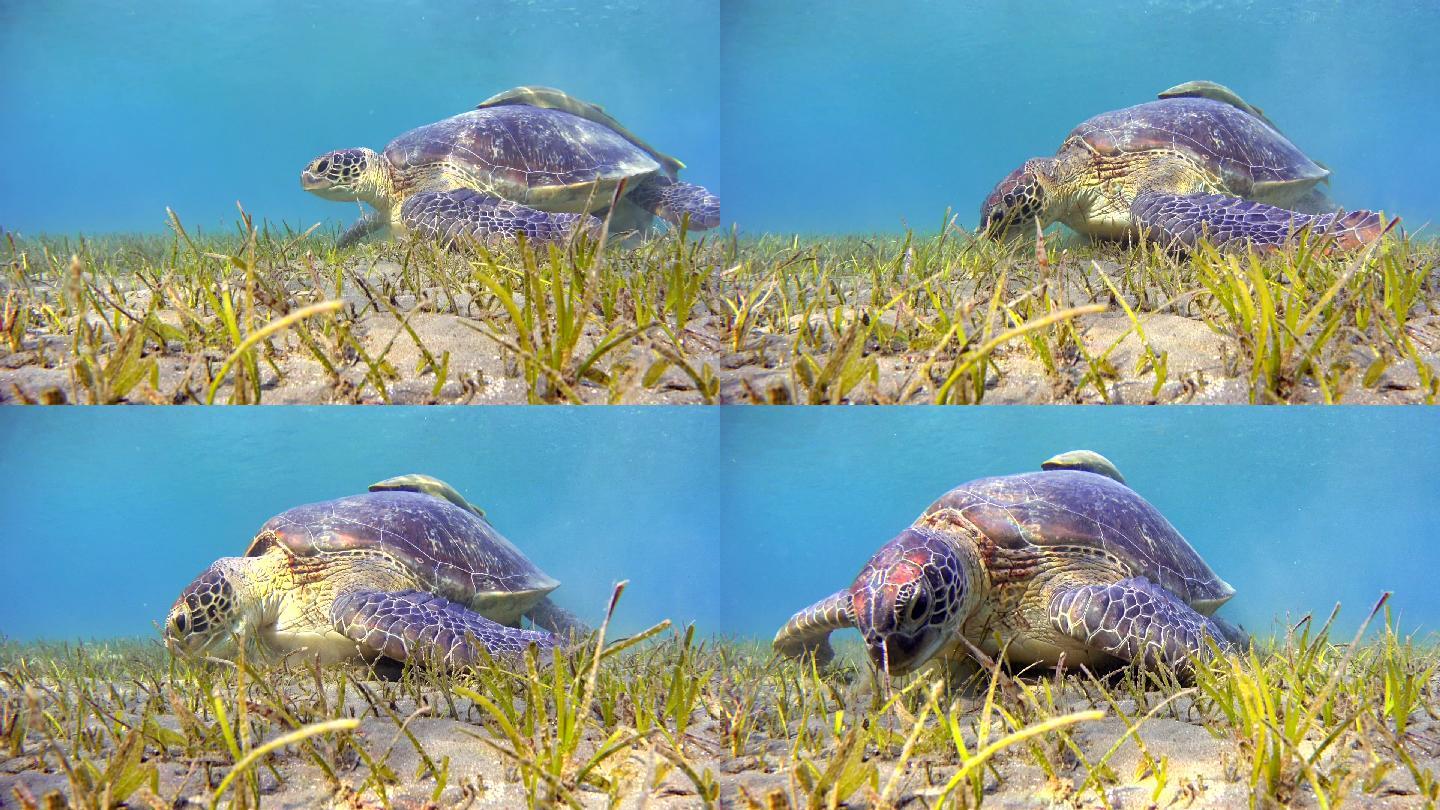 海草床上吃草的绿海龟