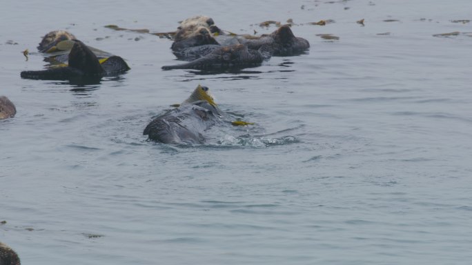 莫罗湾海獭