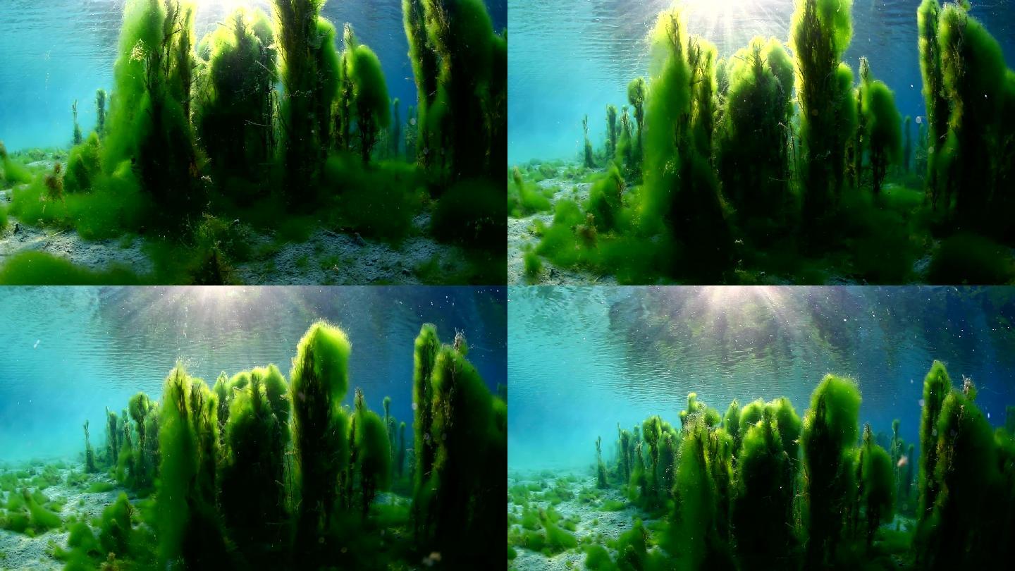 水下植物太阳日光湖泊清澈见底