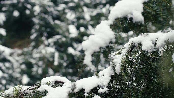 雪花 冰雪融化 鹅毛大雪