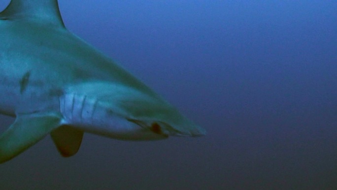 扇形锤头鲨