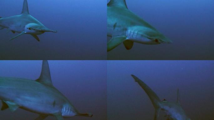 扇形锤头鲨