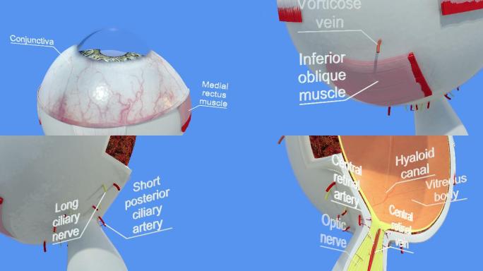 人眼的解剖学医生医学设备手术医疗门诊急救