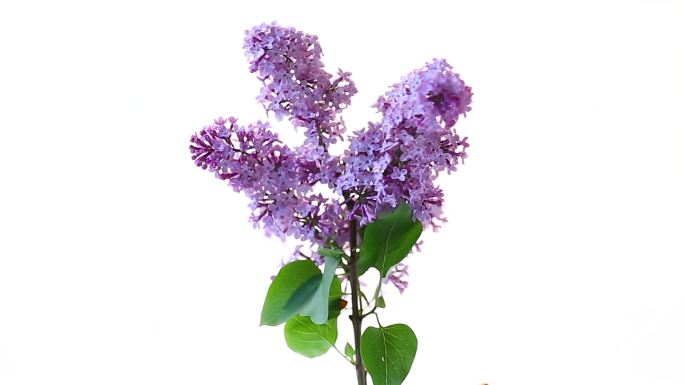 一束美丽的淡紫色丁香花