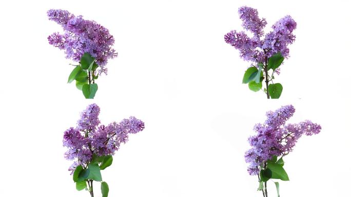 一束美丽的淡紫色丁香花