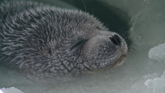 海豹宝宝南极洲冰川生物北极洲