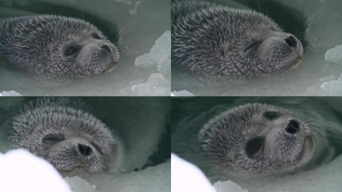 海豹宝宝南极洲冰川生物北极洲