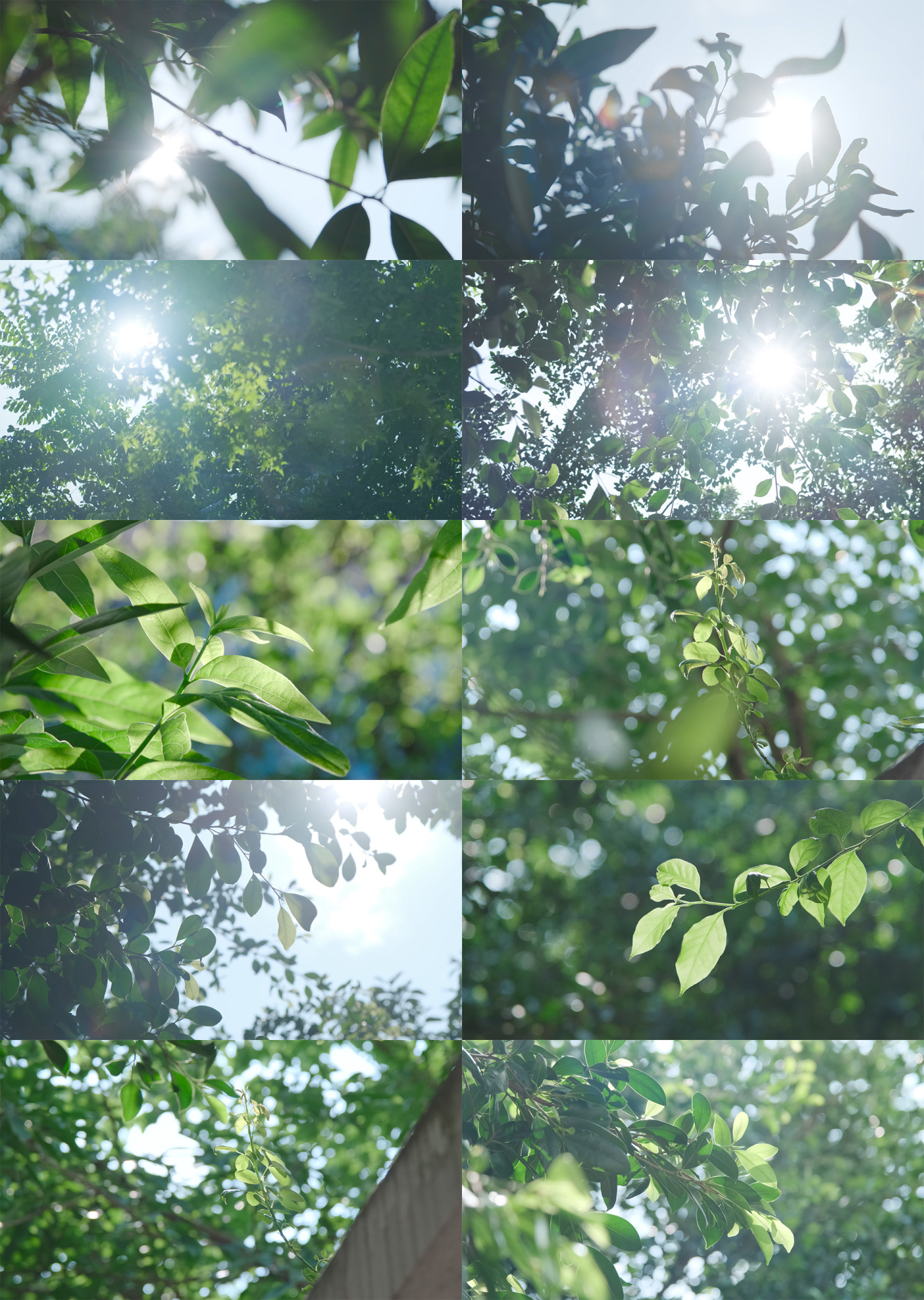 树叶 叶子 阳光 逆光 夏天光影 空镜头