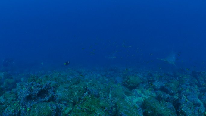 加拉帕戈斯狼岛海域的锤头鲨