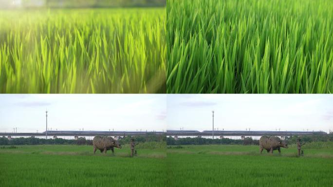 田野、稻田、水稻、高铁、绿油油的稻田