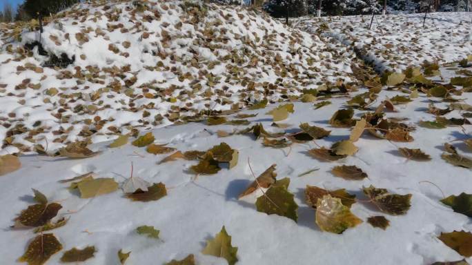 落在雪上的树叶
