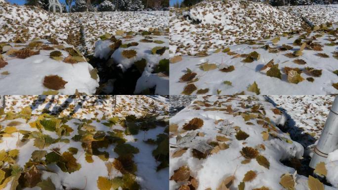 落在雪上的树叶