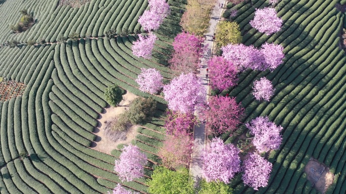 福建龙岩永福樱花园春光明媚樱花绚烂盛放4