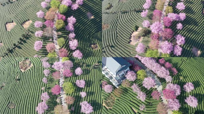 福建龙岩永福樱花园春光明媚樱花绚烂盛放4