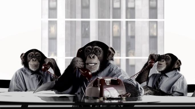 猴子商业团队黑猩猩意向意境