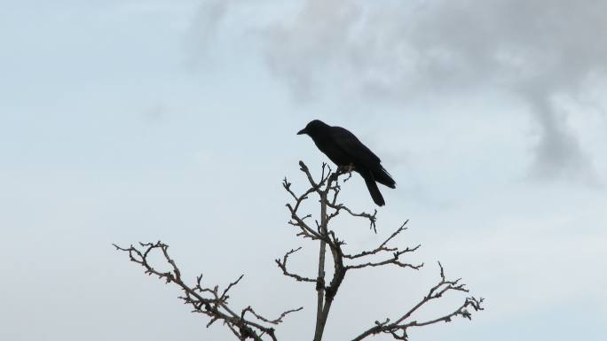 乌鸦从枯树上飞了起来