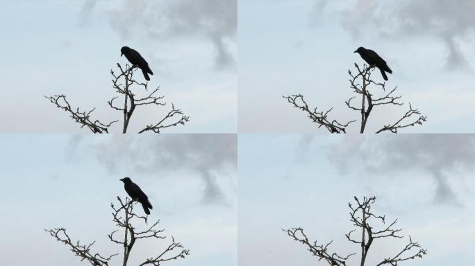 乌鸦从枯树上飞了起来