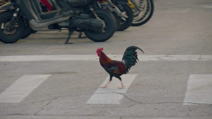 公鸡在人行横道上横穿马路