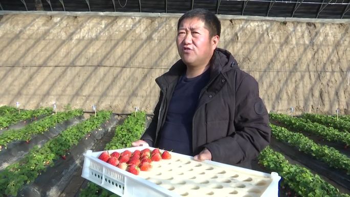 市民游客小朋友采摘大棚内草莓乡村旅游