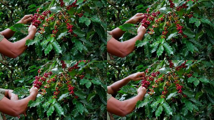农场主在采摘咖啡豆