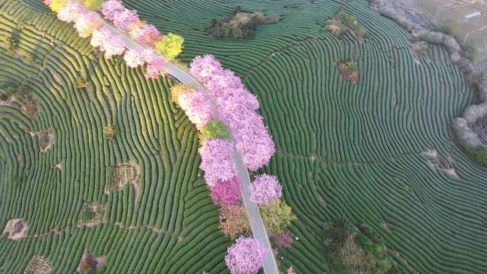 福建龙岩永福樱花园春光明媚樱花绚烂盛放1