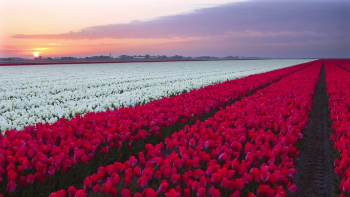 荷兰日出时一排排五颜六色的郁金香