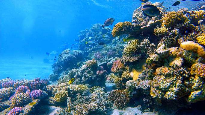 红海上有很多鱼的海底珊瑚礁