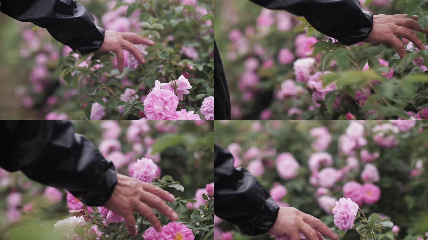 女人用手触摸粉红色的玫瑰。