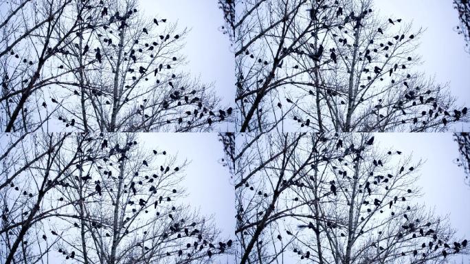 树上的鸟栖息地种群野生山雀喜鹊
